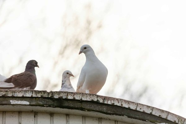 Dépigeonnage : comment cela se déroule ?